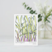 Citroengras Kruid Materia Medica Kennis Kaart (Staand voorkant)