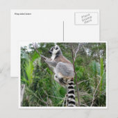 citroenklim briefkaart (Voorkant / Achterkant)