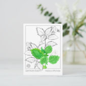 Citroenmelisse Materia Medica Kruidenflash Kaart (Staand voorkant)