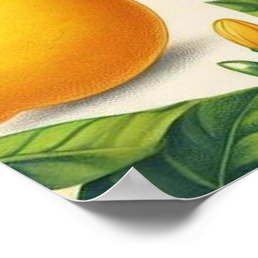 Citroenprint Wall Art Poster (Hoek)