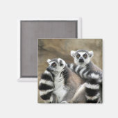 citroenstaarten magneet (Voorkant / Achterkant)