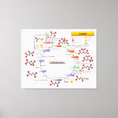 Citroenzuurcyclus, TCA-cyclus, Krebs-cyclus Canvas Afdruk (Voorkant)