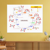 Citroenzuurcyclus, TCA-cyclus, Krebs-cyclus Canvas Afdruk (Insitu (Woonkamer))