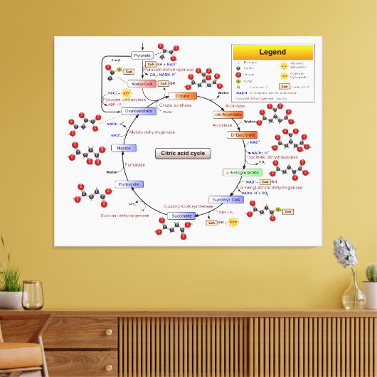 Citroenzuurcyclus, TCA-cyclus, Krebs-cyclus Canvas Afdruk (Insitu (Woonkamer))