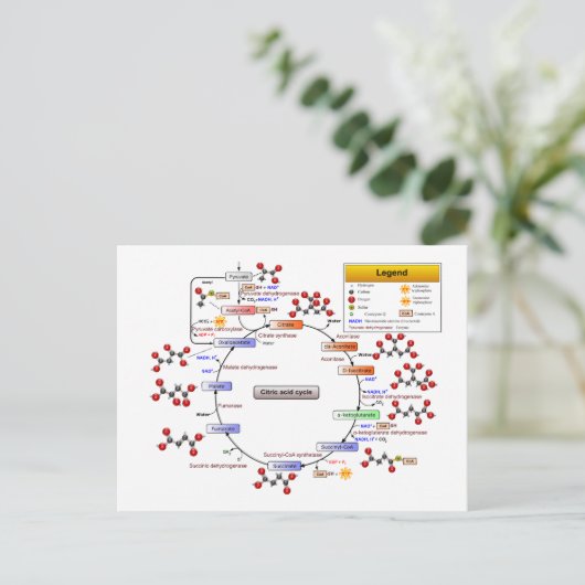 Citroenzuurcyclus, TCA-cyclus, Krebs-cyclusdiagram Briefkaart (Staand voorkant)