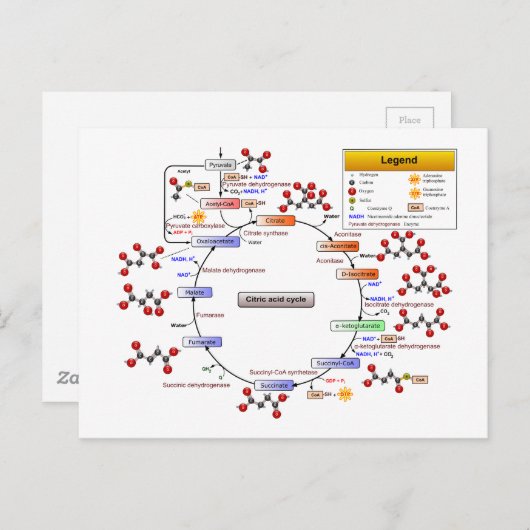 Citroenzuurcyclus, TCA-cyclus, Krebs-cyclusdiagram Briefkaart (Voorkant / Achterkant)