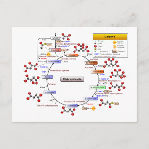 Citroenzuurcyclus, TCA-cyclus, Krebs-cyclusdiagram Briefkaart