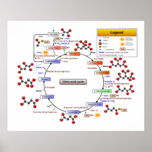 Citroenzuurcyclus, TCA-cyclus, Krebs-cyclusdiagram Poster