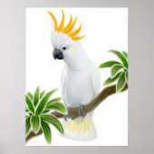 Citron Crested Cockato-Poster Poster (Voorkant)
