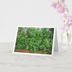 Citronella Plant met Floral Kaart