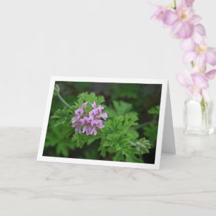 Citronella Plant met Floral Kaart