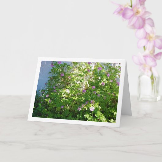 Citronella Plant met Floral Kaart (Orchidee)