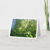 Citronella Plant met Floral Kaart (Voorkant)