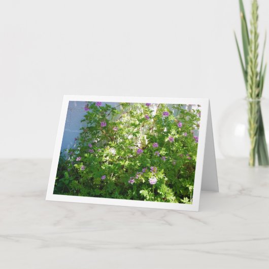 Citronella Plant met Floral Kaart (Voorkant)