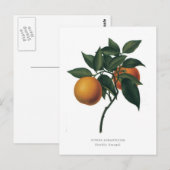 Citrus auranticum "Sevilla Oranje" Briefkaart (Voorkant / Achterkant)