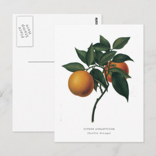 Citrus auranticum "Sevilla Oranje" Briefkaart (Voorkant / Achterkant)
