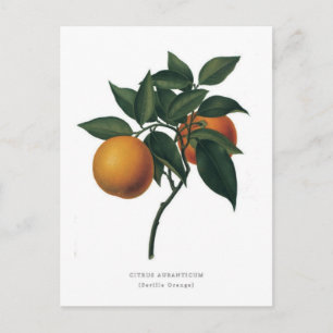 Citrus auranticum "Sevilla Oranje" Briefkaart