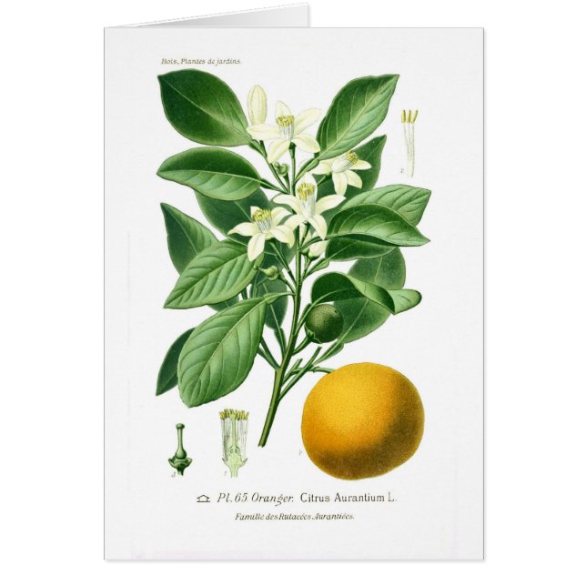 Citrus auranticum (sinaasappel van Sevilla) (Voorkant)