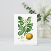 Citrus auranticum (sinaasappel van Sevilla) Briefkaart (Staand voorkant)