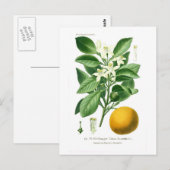 Citrus auranticum (sinaasappel van Sevilla) Briefkaart (Voorkant / Achterkant)
