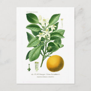 Citrus auranticum (sinaasappel van Sevilla) Briefkaart