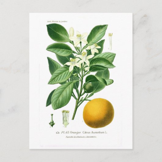 Citrus auranticum (sinaasappel van Sevilla) Briefkaart (Voorkant)