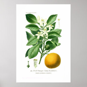Citrus auranticum (sinaasappel van Sevilla) Poster