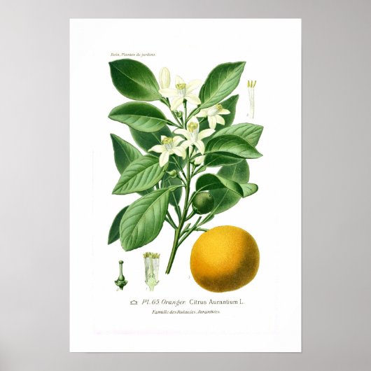 Citrus auranticum (sinaasappel van Sevilla) Poster (Voorkant)