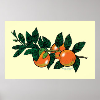Citrus branche-poster poster