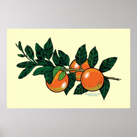 Citrus branche-poster poster (Voorkant)