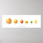Citrus Collectie Poster (Voorkant)