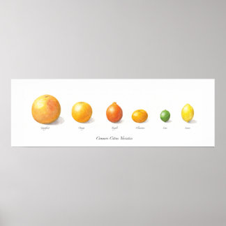 Citrus Collectie Poster
