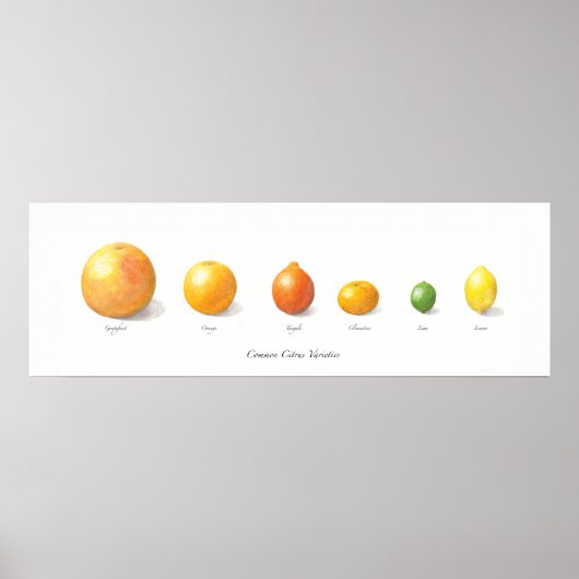 Citrus Collectie Poster (Voorkant)