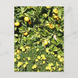 Citrus en Euryops Briefkaart