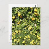 Citrus en Euryops Briefkaart (Voorkant / Achterkant)