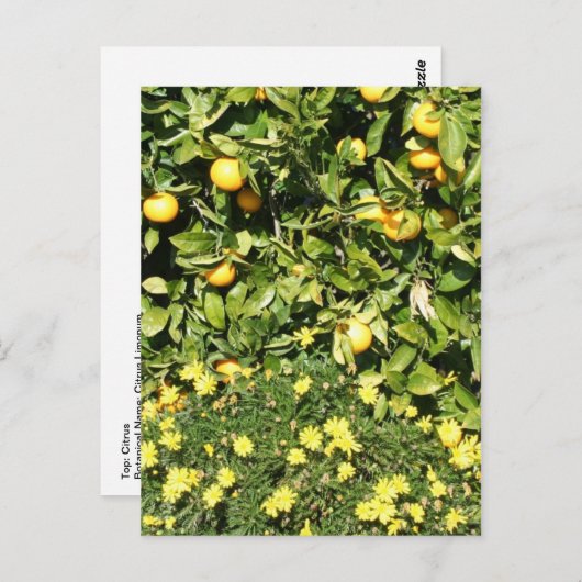 Citrus en Euryops Briefkaart (Voorkant / Achterkant)