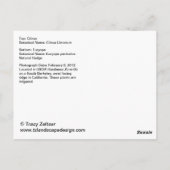 Citrus en Euryops Briefkaart (Achterkant)