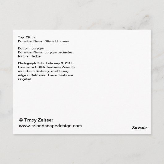 Citrus en Euryops Briefkaart (Achterkant)