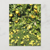 Citrus en Euryops Briefkaart (Voorkant)