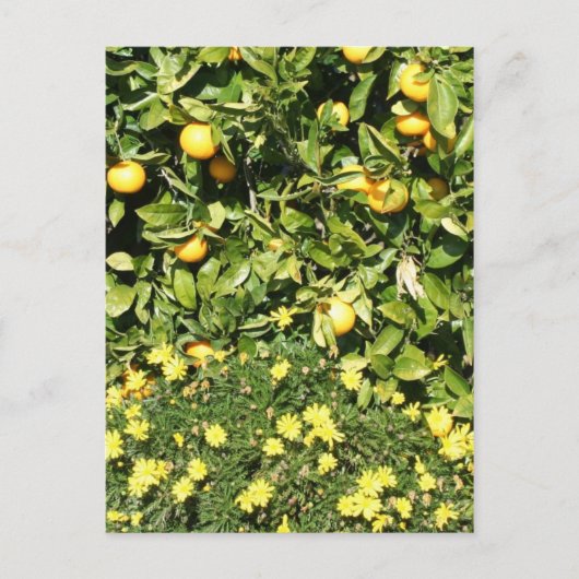 Citrus en Euryops Briefkaart (Voorkant)