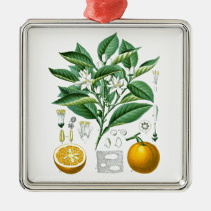 Citrus Fruit Botanical Illustration no.1 gift Metalen Ornament