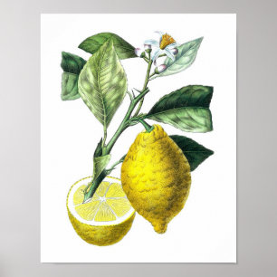 Citrus Fruit Lemon Botanical Print nr. 10 Wall Art