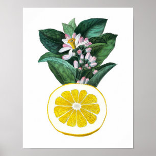 Citrus Fruit Lemon Botanical Print nr. 11 Wall Art
