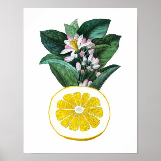 Citrus Fruit Lemon Botanical Print nr. 11 Wall Art (Voorkant)