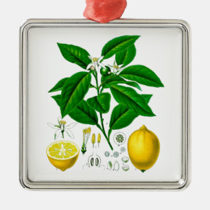 Citrus Fruit Lemon Botanical Print nr. 7 Art. Metalen Ornament