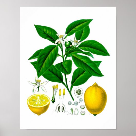Citrus Fruit Lemon Botanical Print nr. 7 Wall Art (Voorkant)