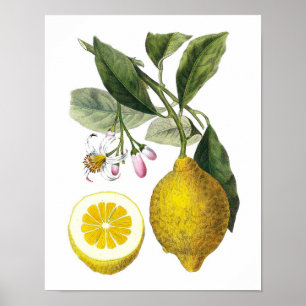 Citrus Fruit Lemon Botanical Print nr. 9 Wall Art