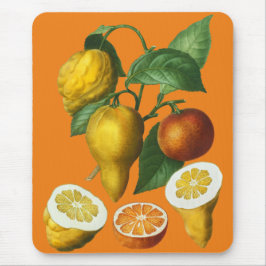 CITRUS FRUIT MUISMAT