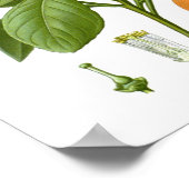 Citrus Fruit Oranje Botanical Print nr. 2 Wall Art (Hoek)