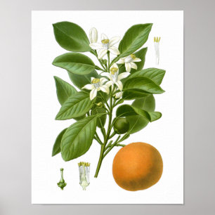 Citrus Fruit Oranje Botanical Print nr. 2 Wall Art